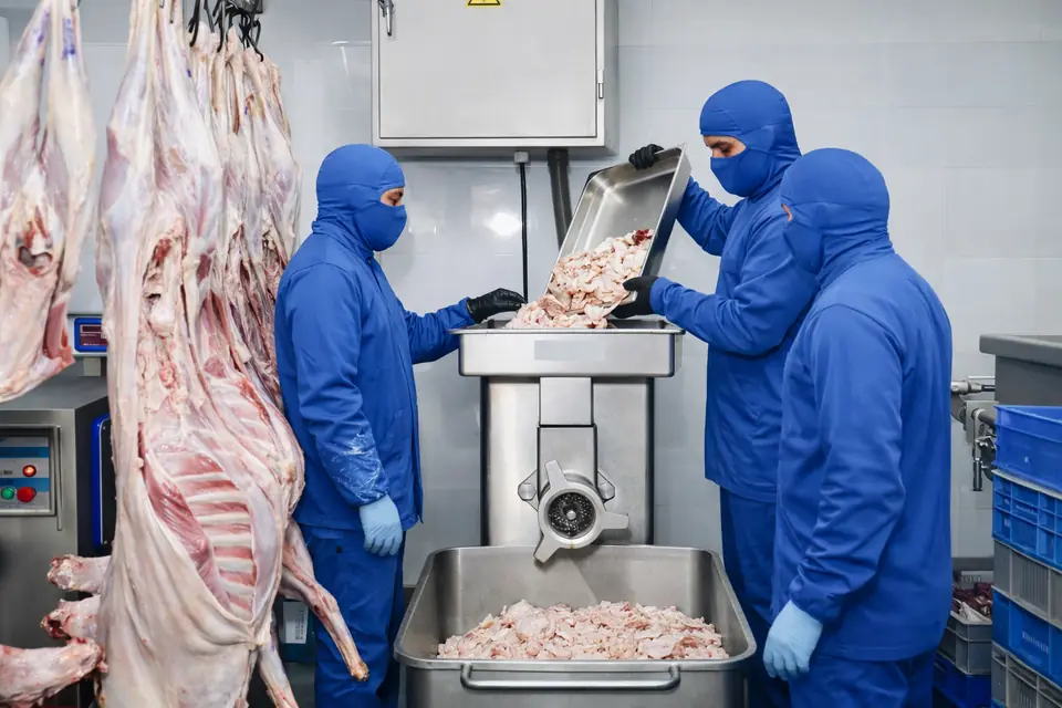 Meat being fed into an industrial mincer